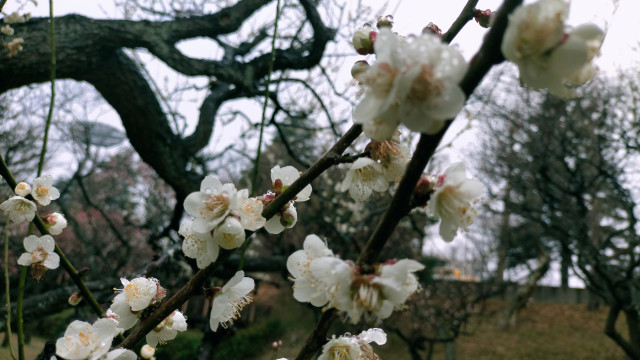 保土ケ谷公園